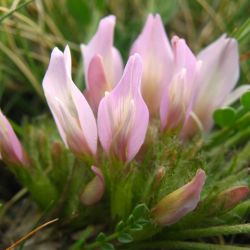 Чепън - ботаническият рай на България