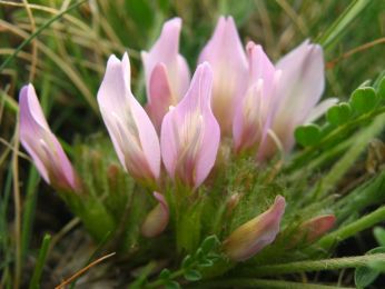 Чепън - ботаническият рай на България