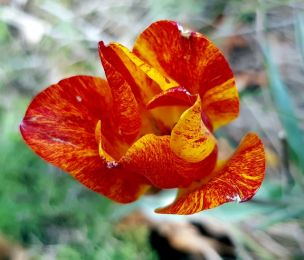 Голо бърдо - в царството на урумовото лале