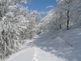 Връх Мургаш