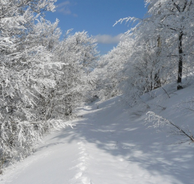 Връх Мургаш