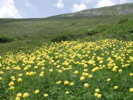 Непознатите растенията на Витоша