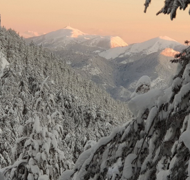 Трифон Зарезан в Мелнишко и розовото фламинго на Керкини