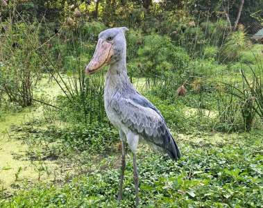 Уганда - в царството на птиците