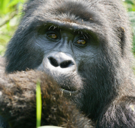 Уганда - Част 1: Сафари и среща с планинските горили